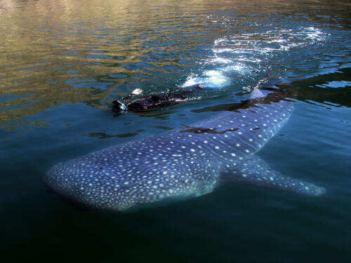 BajaAirVentures, Swimming with Whale Shark2