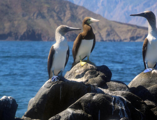 Midriff Islands, Gulf of California, Blue and Yellow Footed Boob